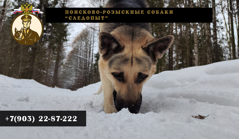 Поиск пропавших людей по следу и запаху