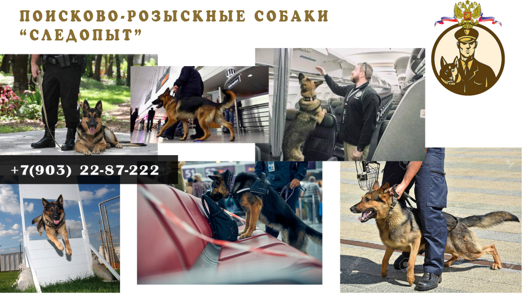 ЦЕНТР КИНОЛОГИЧЕСКОЙ БЕЗОПАСНОСТИ И РОЗЫСКА "РАЛЬФ"